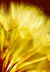 Photo sur Plexiglas Dent de lion et leau Fond de fleur de pissenlit doux