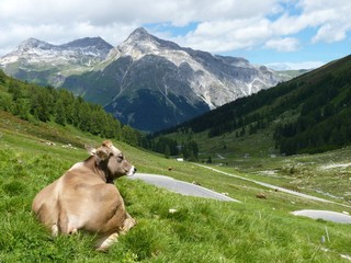 Mountain Pass Route - Switzerland