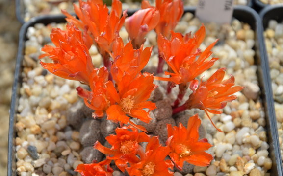 cactus...floraison