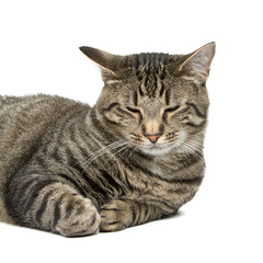 Housecat on White Background