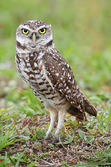 Burrowing Owl (athene cunicularia)