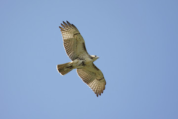 Red-tailed Hawk
