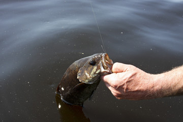 Obraz premium freshwater bass fishing