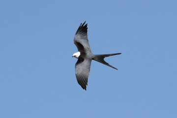 Swallow-tailed Kite