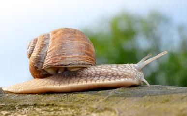 Snail