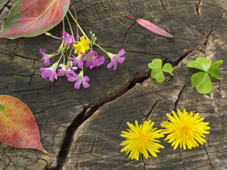 Yellow flower and Red leaves and Clover