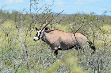 Obraz premium oryx in its habitat