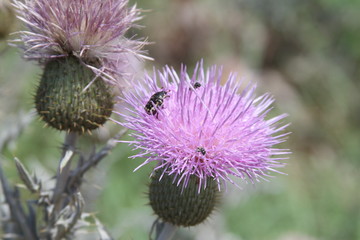 Oklahoma thistle