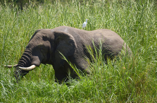 elefante