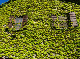 finestre immerse in un muro di foglie