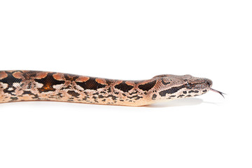 Madagaskarboa side view