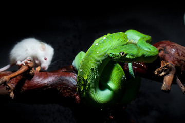 Tree python with mouse