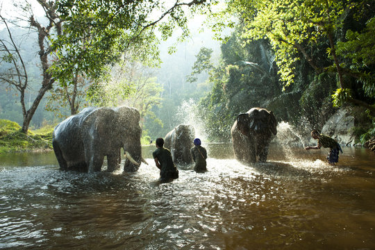Fototapeta Asian elephant 