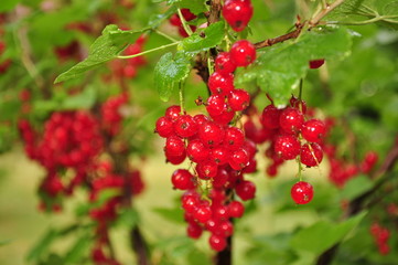 Johannisbeeren