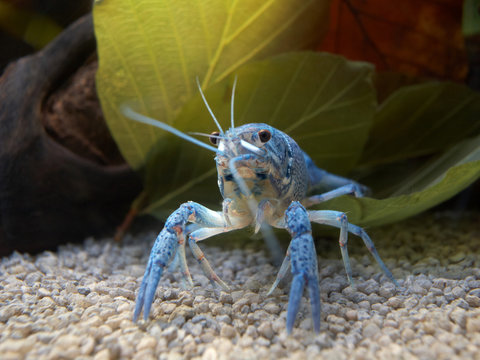 Blauer Floridakrebs