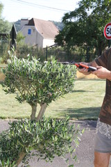 entratin des oliviers