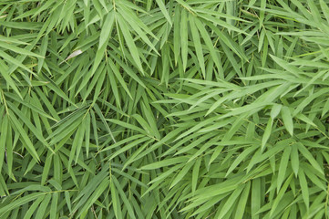 Fototapeta premium Bamboo