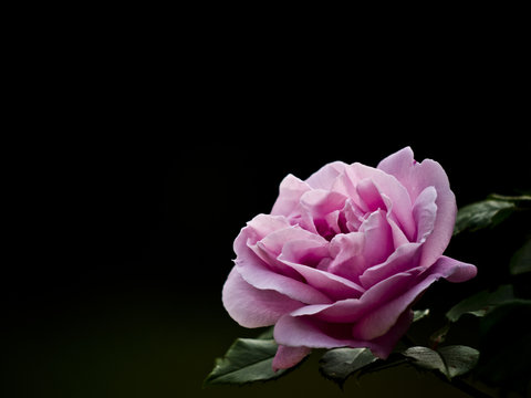 Rosenbluete-rosa