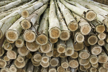 Log