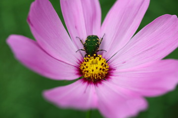 コガネムシとコスモス (昭和記念公園)