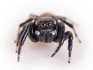 Jumping spider, Salticidae - macro on white