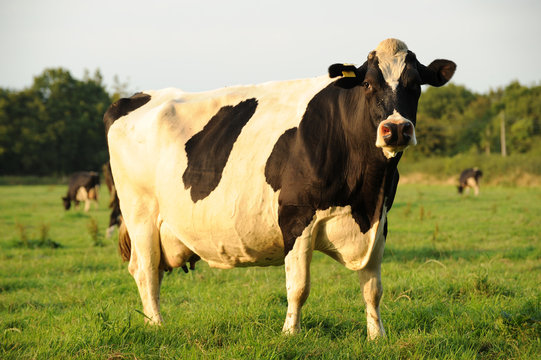 Dairy cow