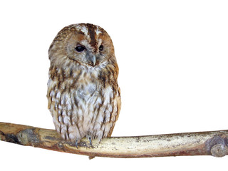 Isolated owl