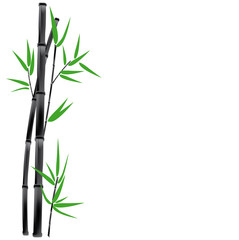 black bamboo and green leaves