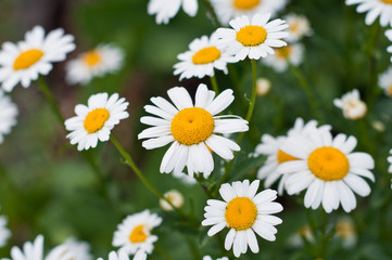 beautiful white flower in a garden