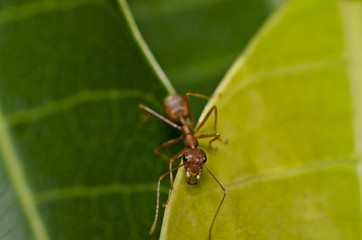 red ant on green leaf safe the world protect nature