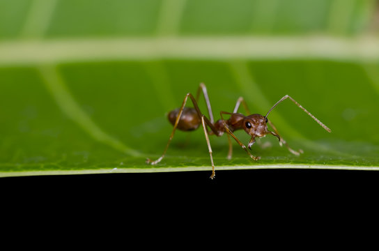 red ant on green leaf safe the world protect nature