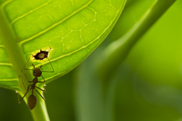 Naklejka premium red ant on green leaf safe the world protect nature