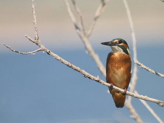 Common Kingfisher on river, alcedo atthis