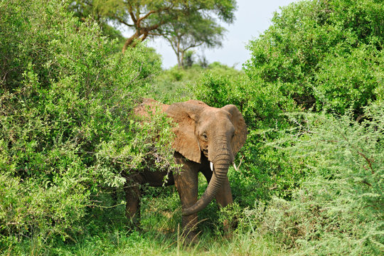 Fototapeta African elephant