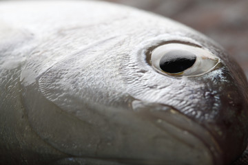 fish close up