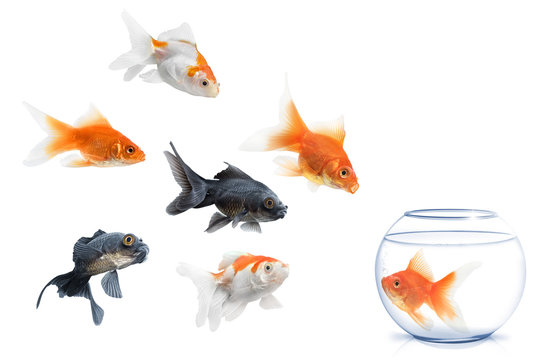 goldfish jumping out of water