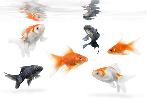 goldfish jumping out of water