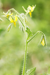 flowers of the tomato