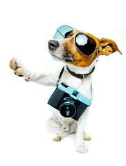 Stickers pour porte Chien fou dog photo camera