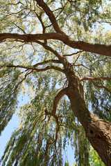 Looking up a large Weeping Willow