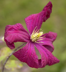 The beautiful red Clematis viticella 'Madame Julia Correvon'