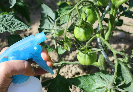 traiter les tomates