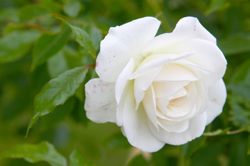 Weiße Rose