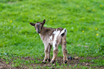 Kleines Zicklein