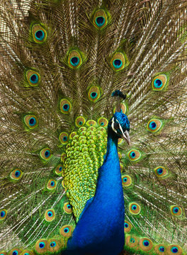 Pfau (Pavo cristatus)