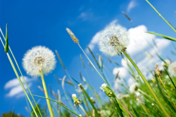 Dandelions on the meadow and blue sky © CCat82