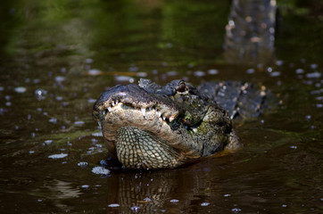 Large alligator in Florida swamp