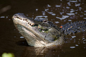 Large alligator in Florida swamp