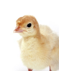Portrait of a baby turkey