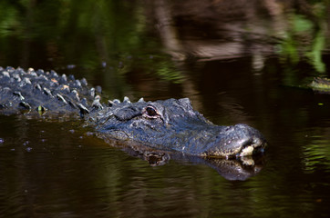 Large alligator in Florida swamp
